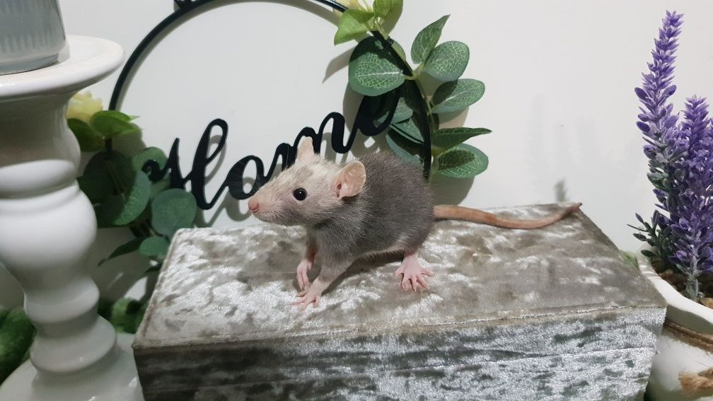 Szczury Szczurki cudowne maluchy OSWOJONE