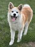 Suczka Ayumi Akita inu Zkwp/FCI