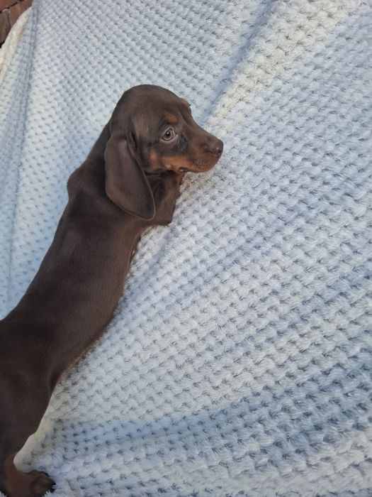 Piesek Jamnik Krótkowłosy czekoladowy