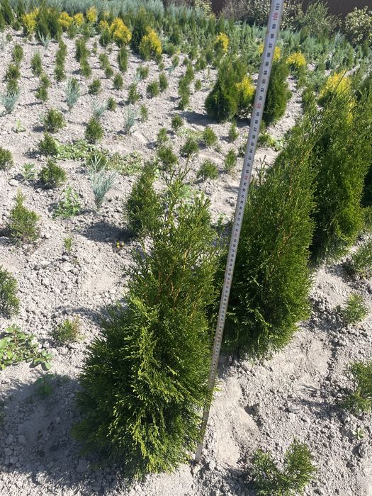 Продам стрікту, туя смарагд, янтар, блу арроу, блу карпет,коніка