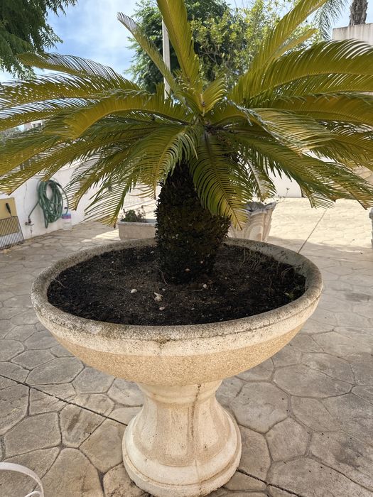 Cica / Cycas revoluta adulta em vaso de cimento