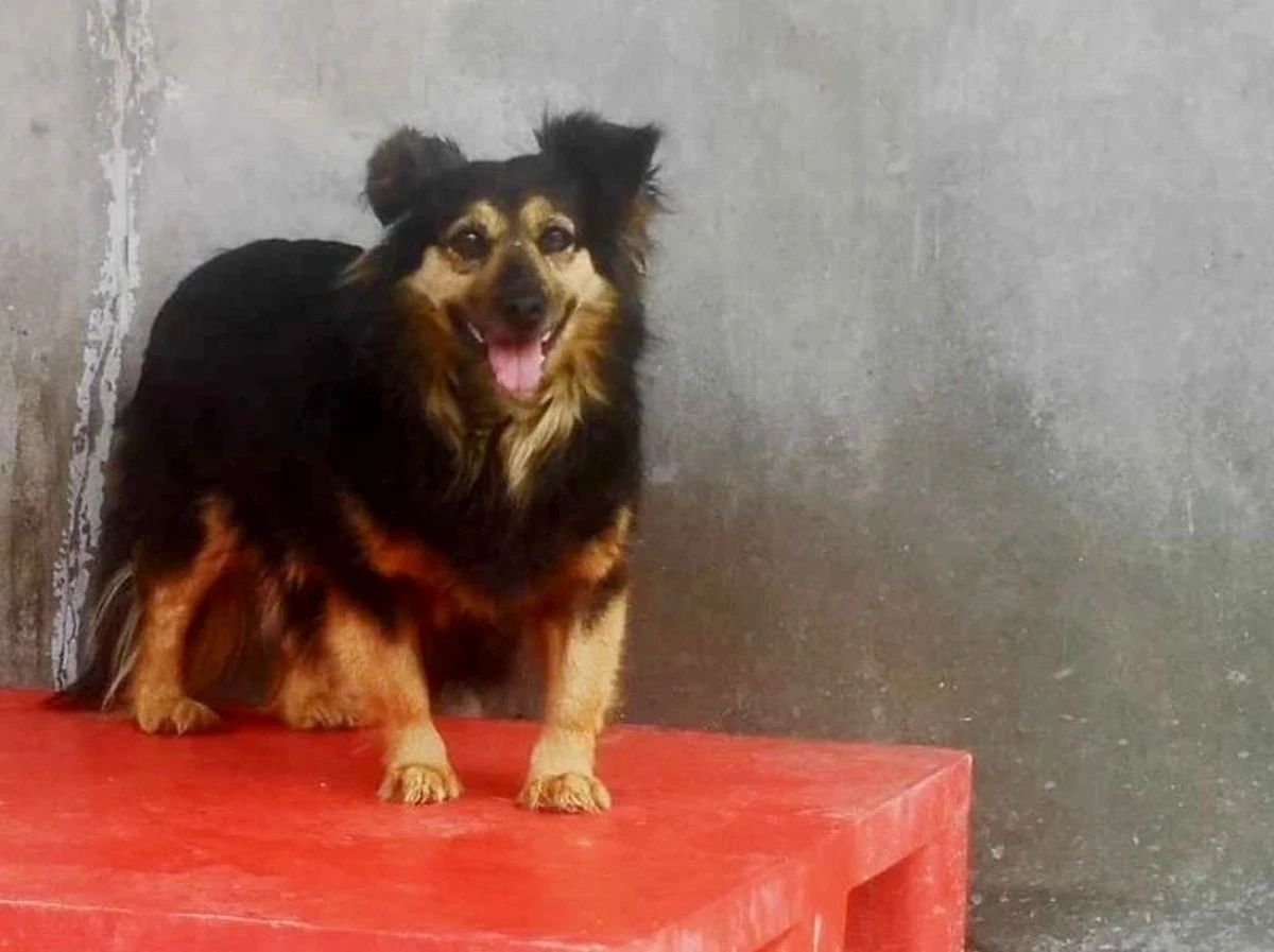 Suczka Misia do adopcji!
