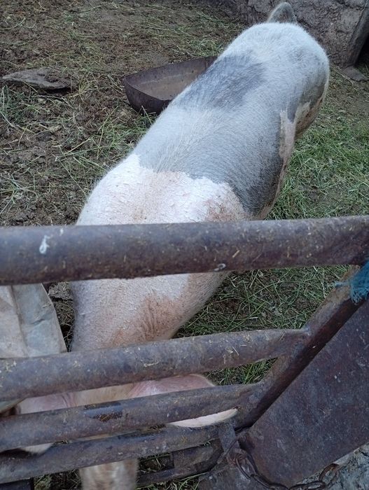 Свиноматку  молоду ландрас