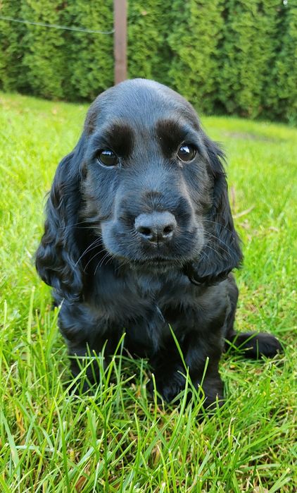 Czarny piesek  Cocker spaniel angielski zjawiskowy