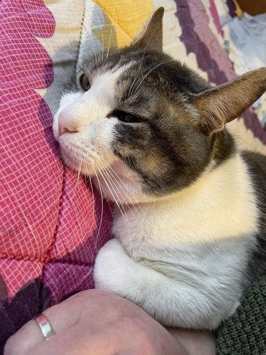 Adoção responsavel