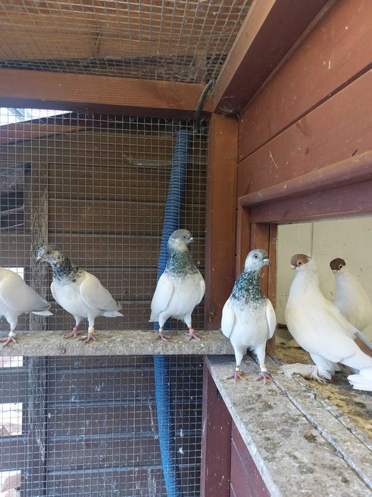 Budapeszty, peszty 24,25r