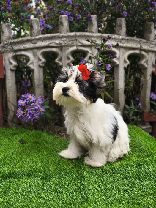 Яркая девченка Бивер Йорк