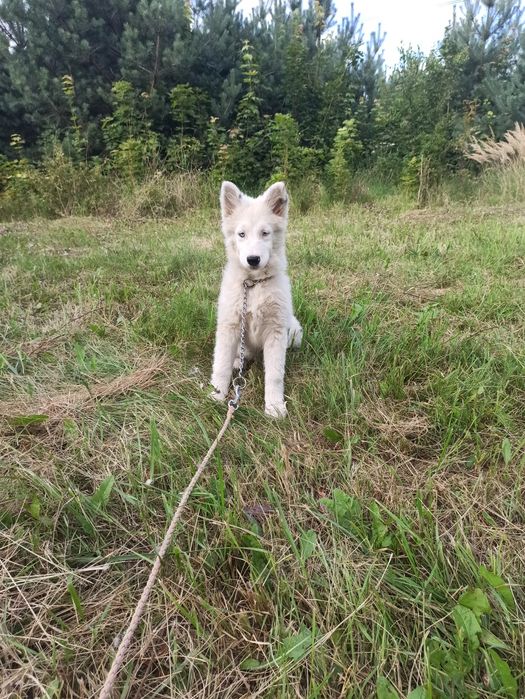 Łajka jakucka nie owczarek nie collie nie samojed