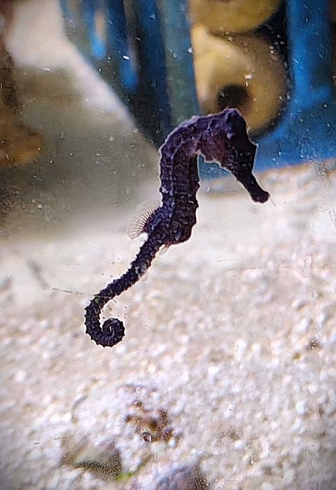 Konik morski Hippocampus reidi. Hodowla. Morskie