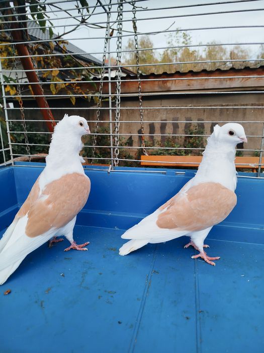 Gołębie z 2025 roku