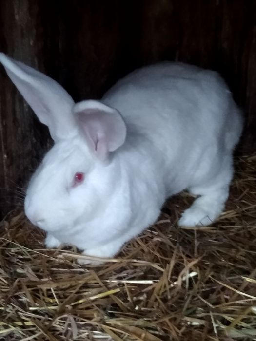 Królik samica Belga