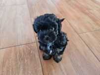 Maltipoo suczka czarna