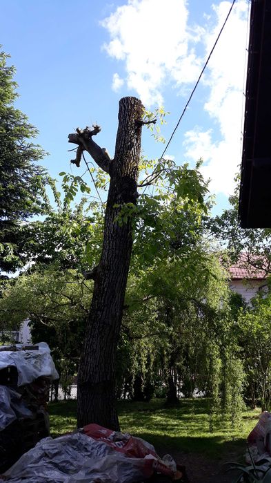 Orzech włoski drzewo drewno