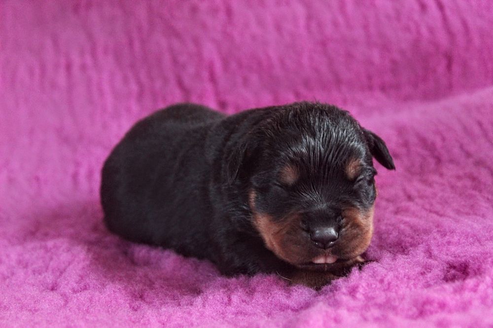 Szczenię Rottweiler, 100% Import Rodowód, Ojciec ADRK - Samiec