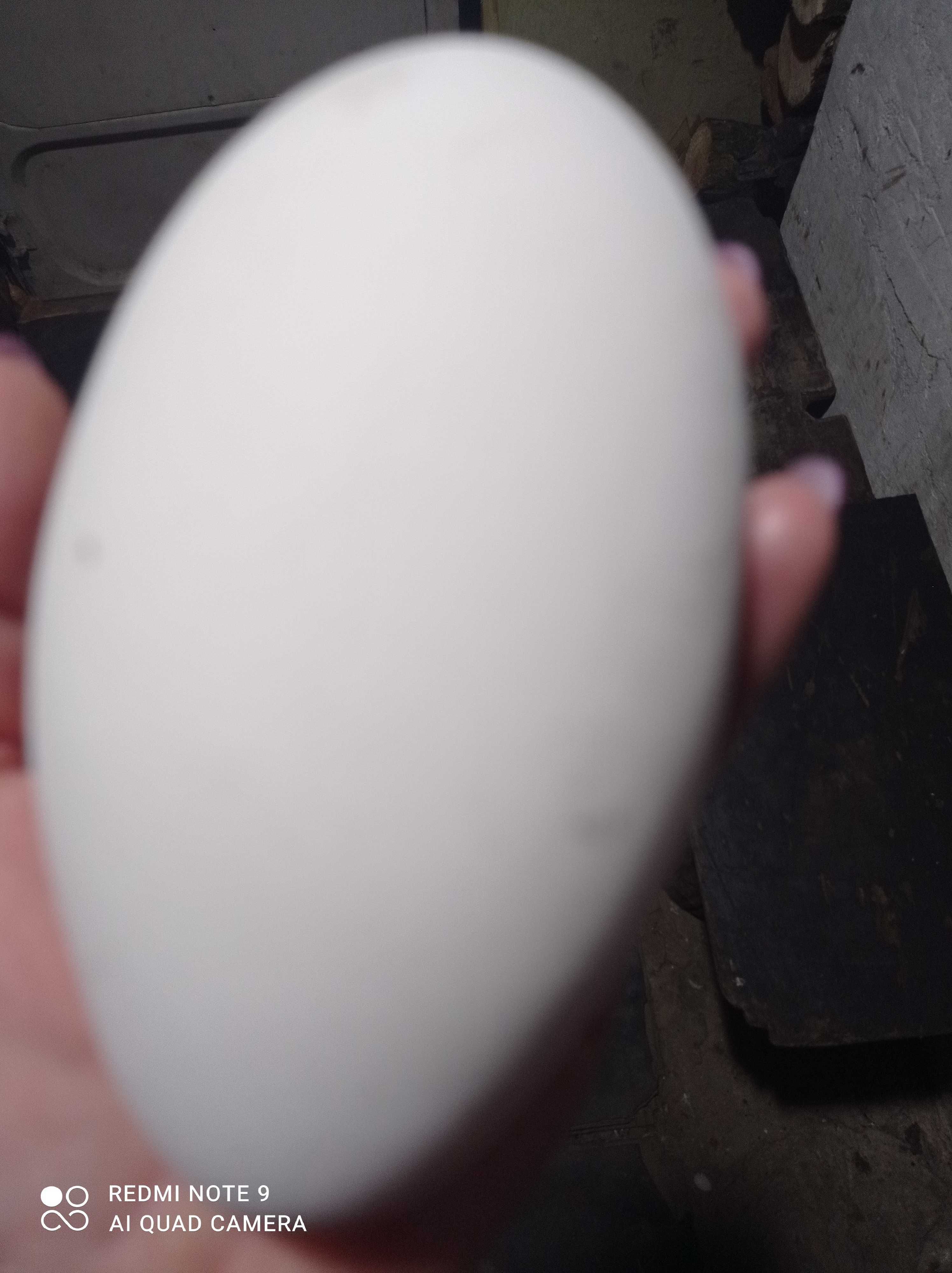 Інкубаційне гусяче яйце-Мамут
