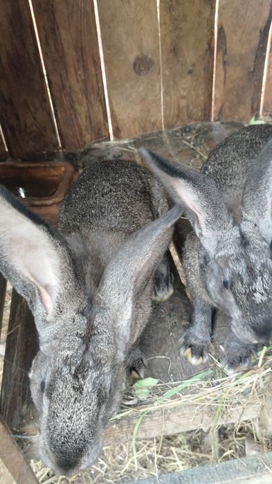 Продам кролі молоді