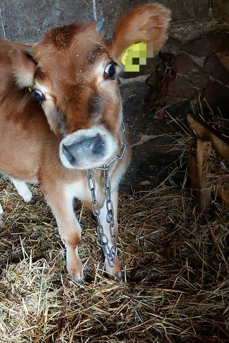 Jersey dwie jałówki 100 procent bez bialych emblematow, w/g typu rasy