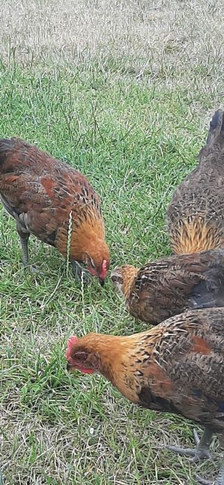 Kogutki zielononóżki,z sierpnia 2025 ,zielononóżka kuropatwiana,