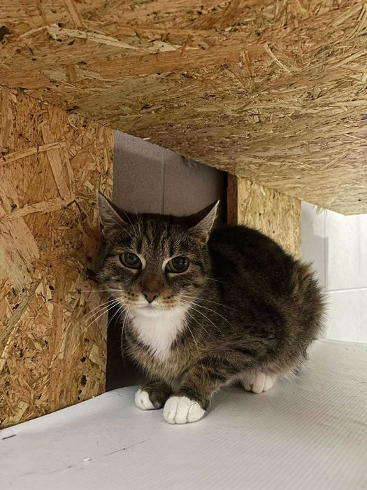 Andżela-Kotka szuka domu