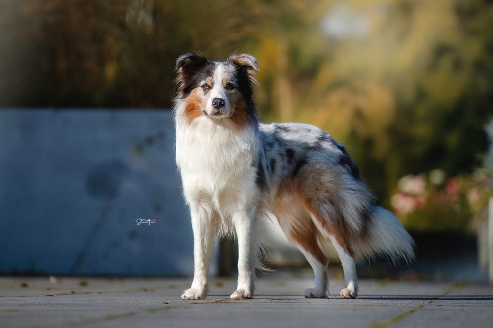 Border Collie Reproduktor FCI - Slate Merle Tricolor