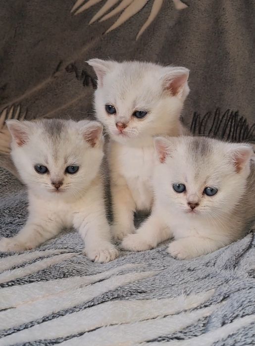 Чистокровні сріблясті шиншили