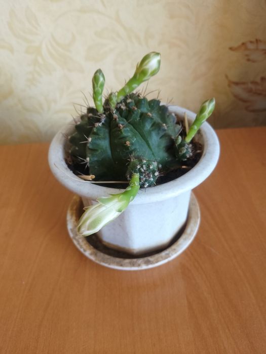 Цветущий кактус Гимнокалициум Бальда