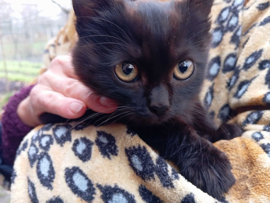 Алабай вбив маму