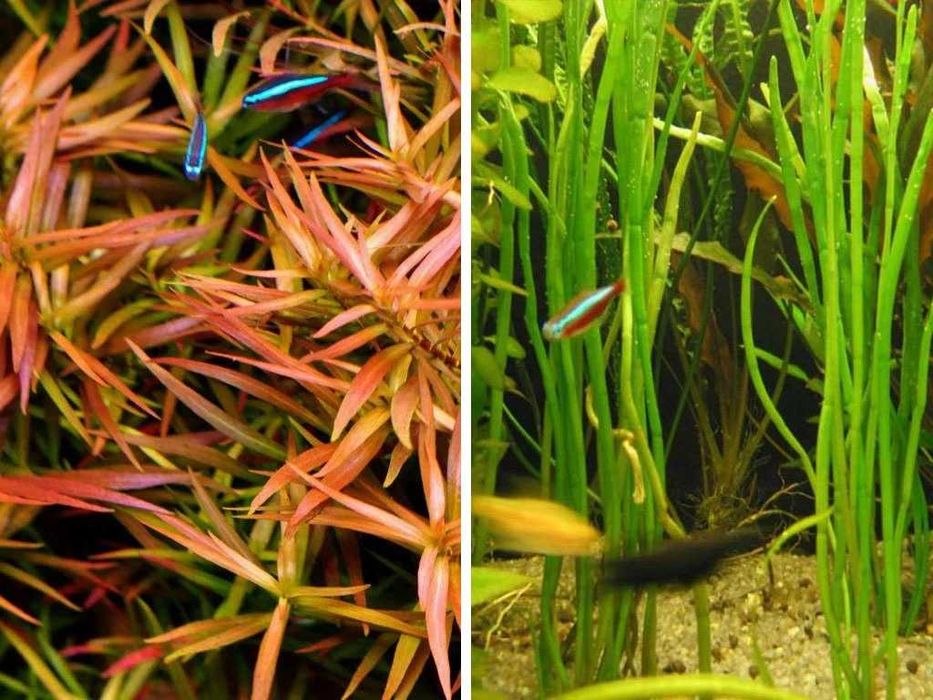 Ludwigia Arcuata / Lilaeopsis Macloviana / Tetra peixes e planta fácil