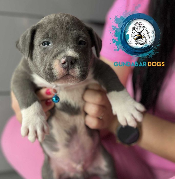 American Bully ABKC piesek