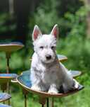West highland white terrier - piesek ZKWP FCI
