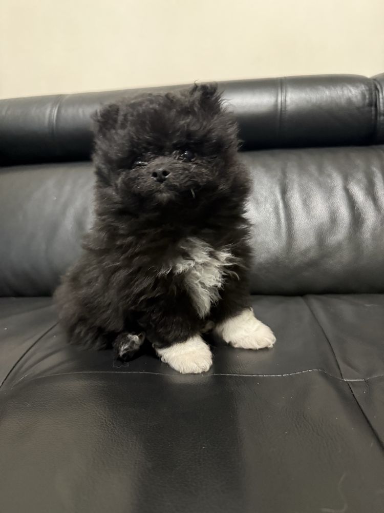 Szpic miniaturowy pomeranian suczka, samiec