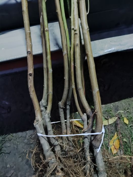 Продам саджанці Персика