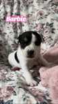 Jack Russell Terrier