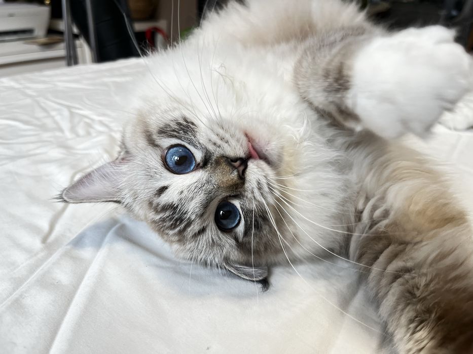 Kocurek z rodowodem Ragdoll