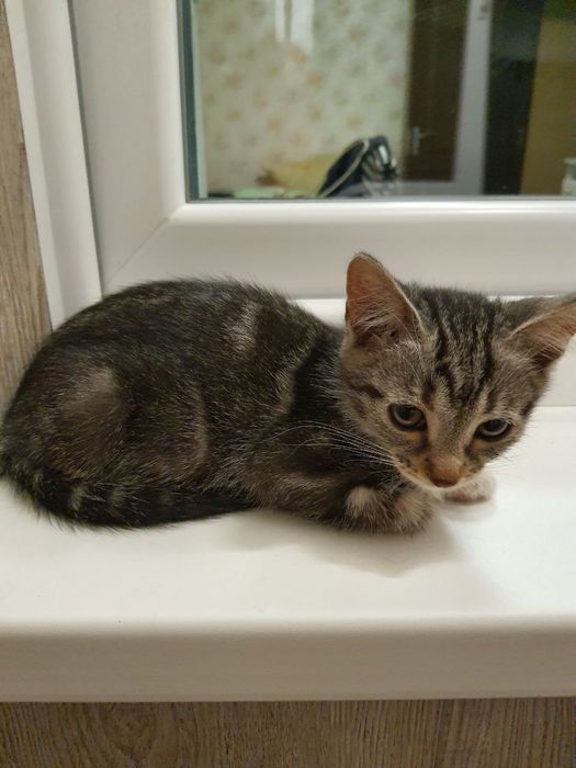 Кошенята 1,5 міс хлопчик та дівчата