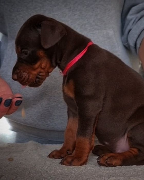 Шоколадная богиня. Шикарная топ девочка , щенок добермана.Купируем.