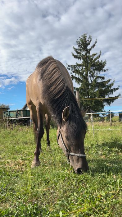 PILNIEE Sprzedam lub zamienia klacz konika polskiego