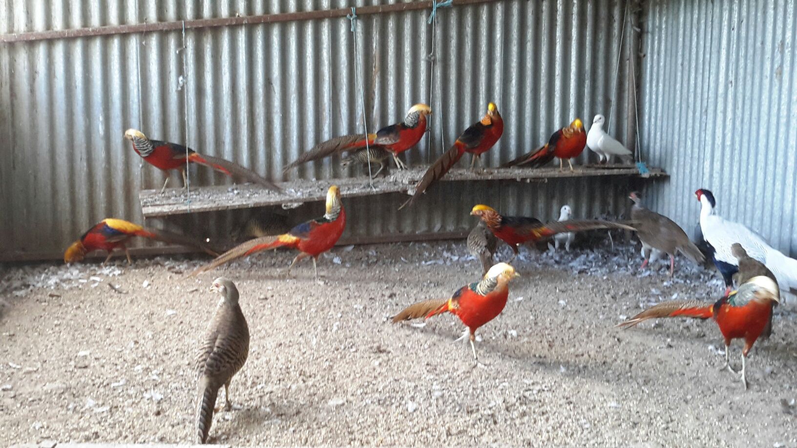 Frangos/ Galinhas *entre outras aves*