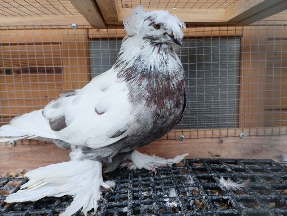 Turkot samiec dwuczuby