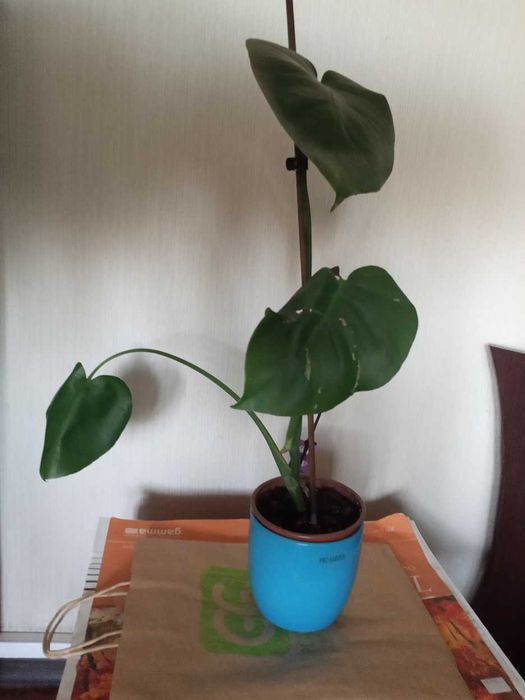 Обмін монстери на інші квіти