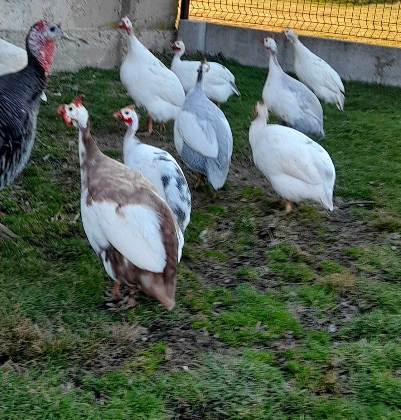 Jaja lęgowe perliczek , perliczki  mocny szek i pinto