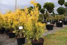 Thuja Europe Gold