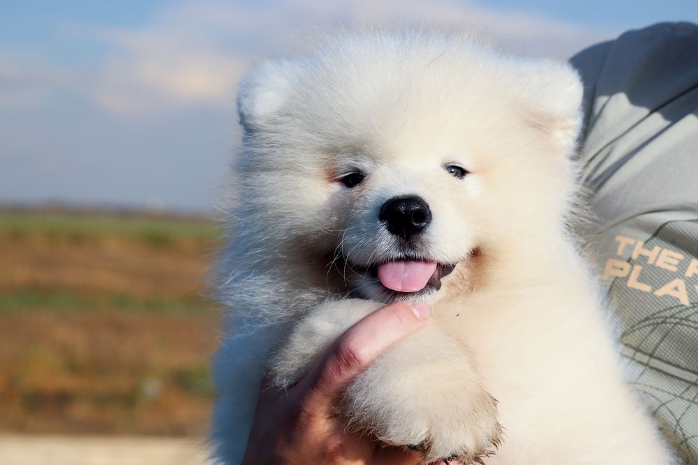 Samoyed Szczeniaki FCI/ZKwP Rezerwacja