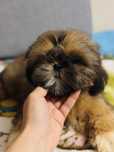 Piesek Alex 8 tyg  shih tzu Zkwp FCI