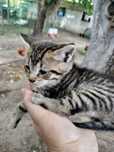 Gatinhos bebés para adopção responsável