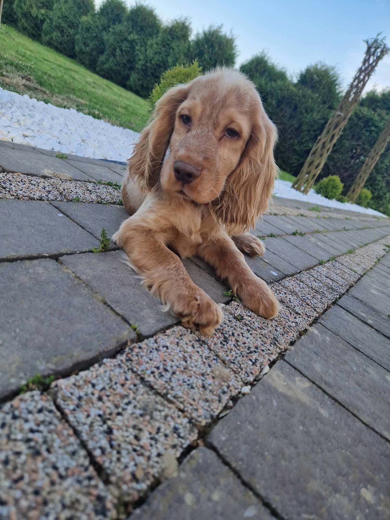 Cocker spaniel piesek gotowy