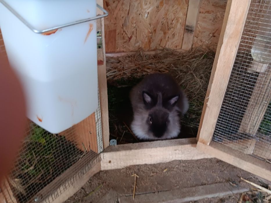 Sprzedam króliki miniaturki