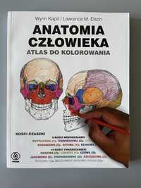 Atlas do kolorowania „Anatomia człowieka”