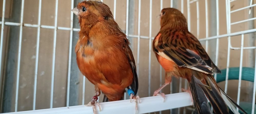 Casal de canários negros