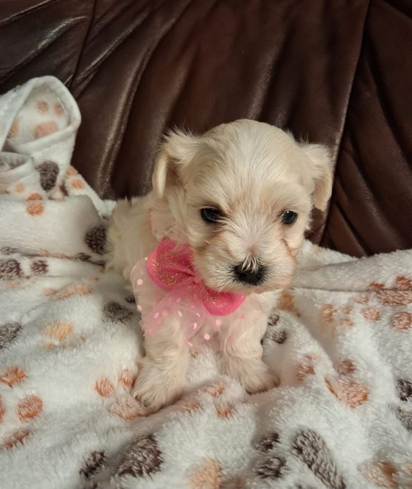 Maltipoo Piękna Suczka